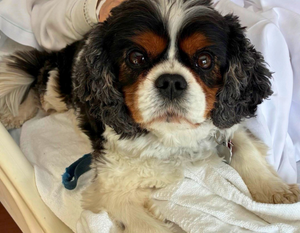 Gus, NLH Pet Therapy Dog