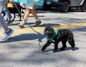 Zoe, NLH Therapy Dog