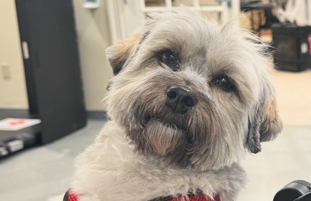 Ollie NLH Therapy Dog